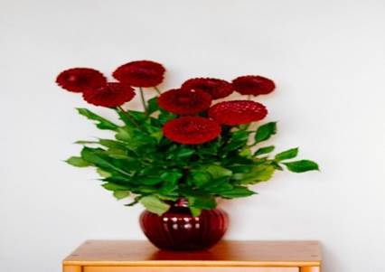 A red flower in a vase

Description automatically generated with low confidence